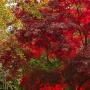 A symphony of autumn colors. Exposure: ISO 200, f/2.8, 1/40-sec. with +1/3-stop of Exposure Compensation. 